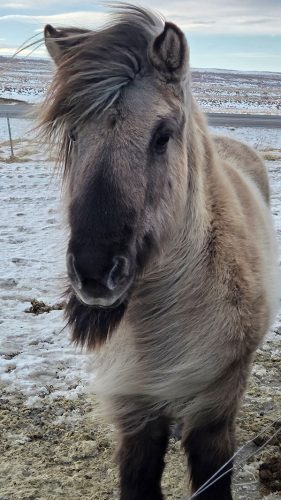 Iceland Horse